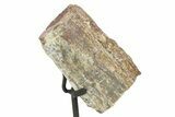 Fossil Sauropod Rib Bone Section w/ Metal Stand - Colorado #294920-1